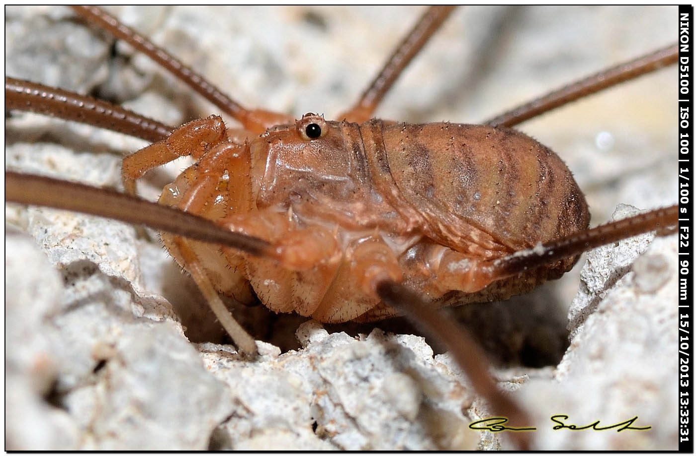 Opilio sp.